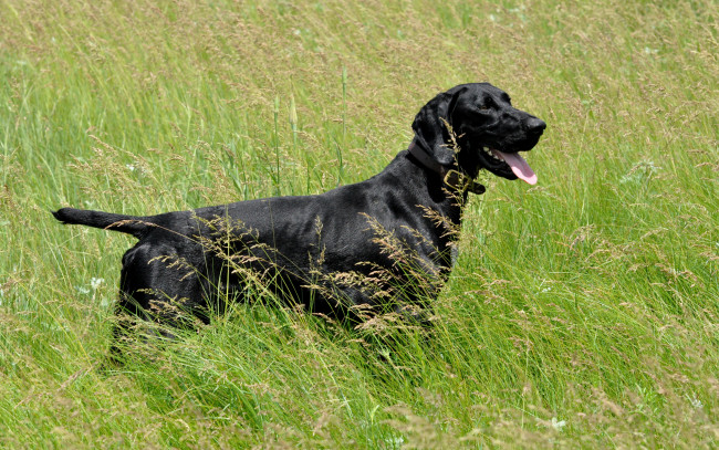 Обои картинки фото животные, собаки, язык, трава, черный, пес