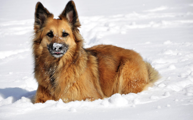 Обои картинки фото животные, собаки, зима, нос, снег, овчарка