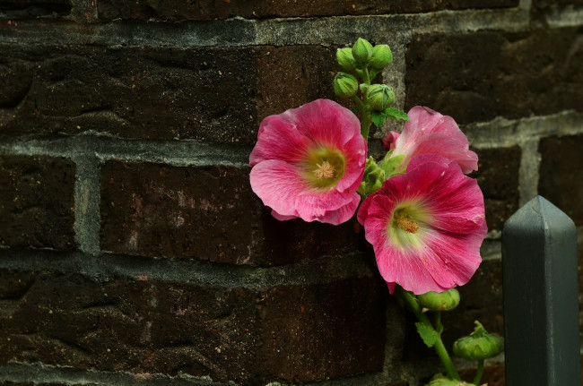 Обои картинки фото цветы, мальвы, розовый