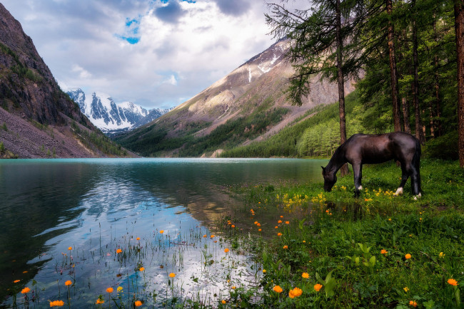 Обои картинки фото животные, лошади, озеро, цветы, пейзаж, вороной, отражение, жарки, облака, алтай, водоем, природа, водопой, россия, сосны, горы, лес, небо, конь, лошадь