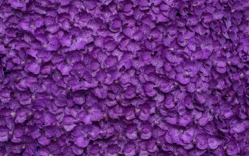 обоя разное, текстуры, фиолетовый, цветы