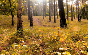 обоя природа, лес, деревья, осень, подлесок, тропинка