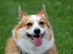 Картинка животные собаки dog язык