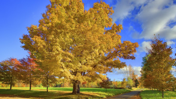 Картинка природа деревья осень дорожка газон