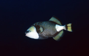 Картинка животные рыбы фон тёмный