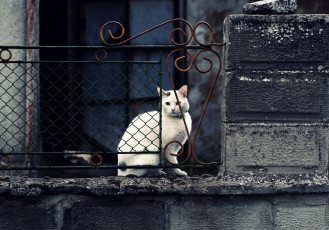 Картинка животные коты решетка белая