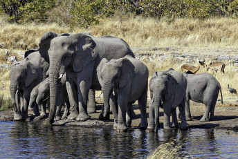 Картинка животные слоны водопой стадо