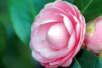 Картинка цветы камелии розовый нежный