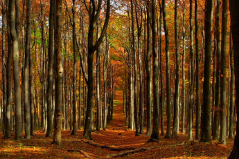 Картинка природа лес осень