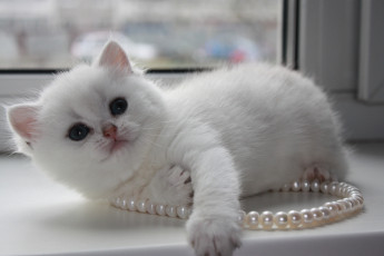 Картинка животные коты жемчужины окно подоконник британская шиншилла котёнок бусы