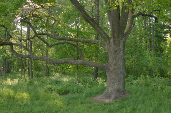 Картинка природа деревья дуб