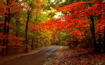 Картинка природа дороги осень лес дорога краски
