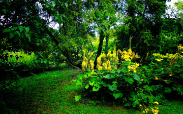 Картинка природа лес листья трава деревья лето зелень цветы