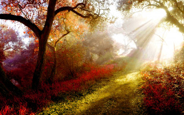 Картинка природа лес лучи солнца свет утро туман
