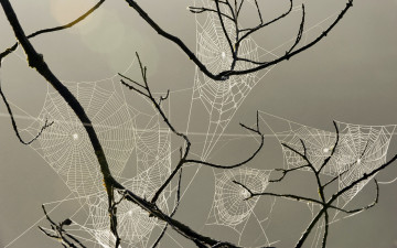 Картинка природа макро ветка паутина
