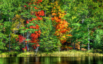 Картинка природа реки озера трава лес река осень