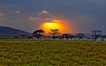 Картинка savannah sunrise природа восходы закаты солнце тучи деревья трава саванна