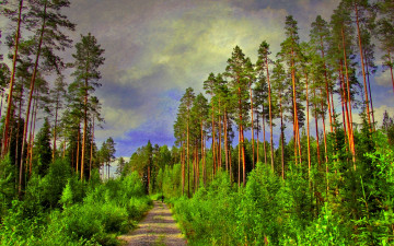 Картинка тракт природа дороги дорога сосны трава кусты лес