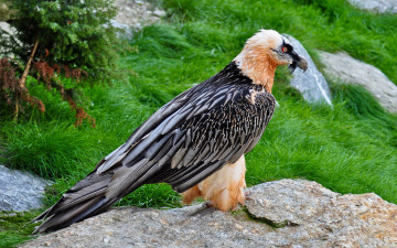 Картинка животные птицы хищники орел перья глаза красные взгляд трава камень клюв