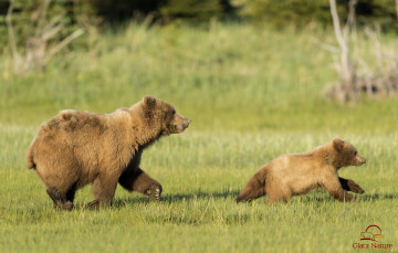Картинка животные медведи мама малыш беготня