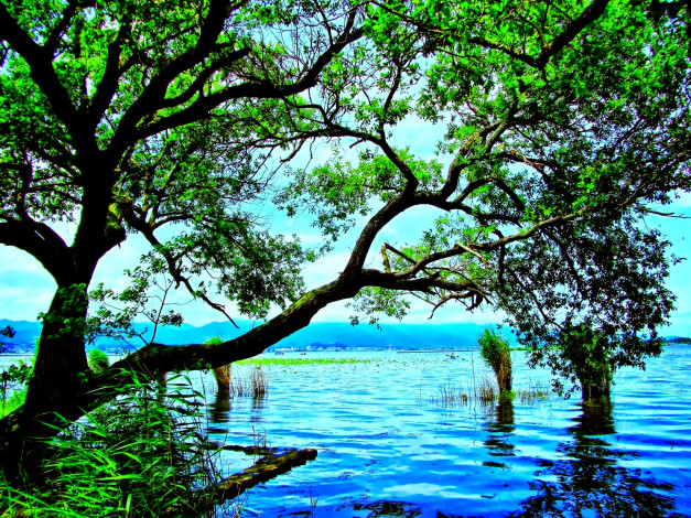 Обои картинки фото природа, реки, озера, трава, дерево, озеро