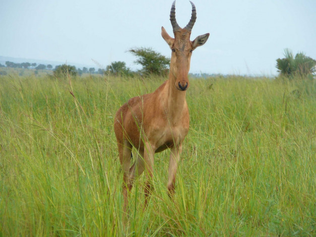 Обои картинки фото животные, антилопы, трава, луг