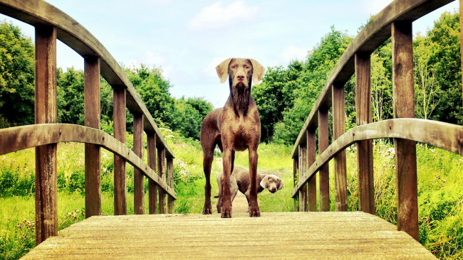 Обои картинки фото животные, собаки, мост, mogi, hondenfotografie, взгляд