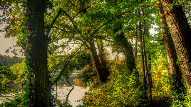 Обои картинки фото природа, деревья, река, берег, заросли