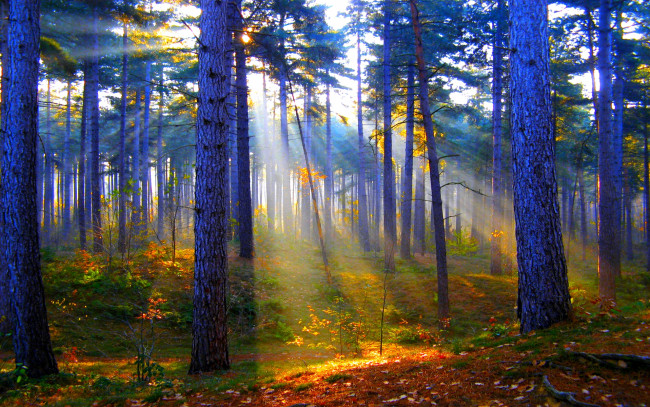 Обои картинки фото природа, лес, сосны, свет, трава