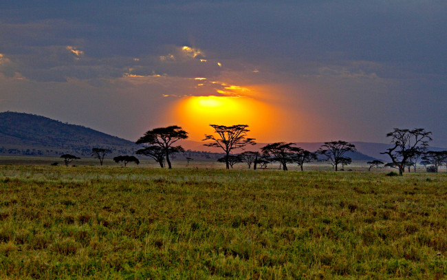 Обои картинки фото savannah, sunrise, природа, восходы, закаты, солнце, тучи, деревья, трава, саванна
