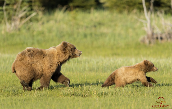 Обои картинки фото животные, медведи, мама, малыш, беготня