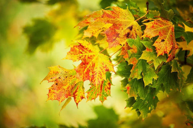 Обои картинки фото природа, листья, клён, осень
