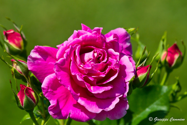 Обои картинки фото цветы, розы, бутоны, яркий, розовый