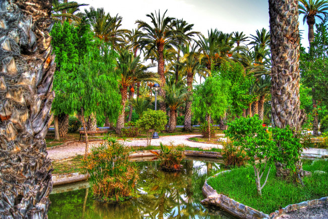 Обои картинки фото испания, валенсия, эльче, природа, парк, пальмы, водоем