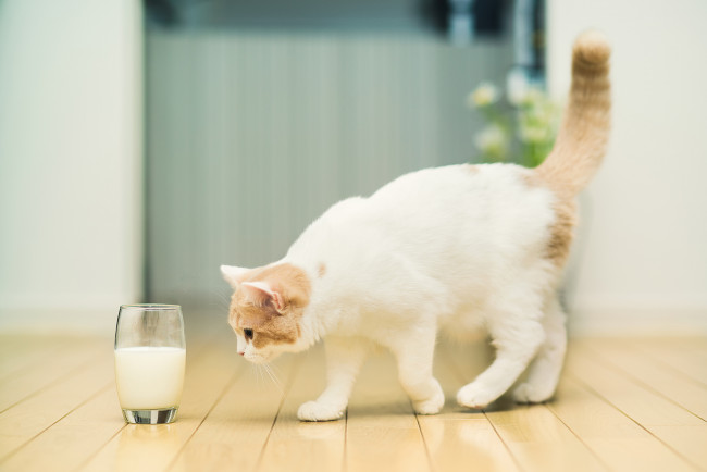 Обои картинки фото животные, коты, кошка, стакан, молоко