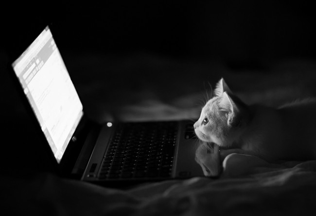 Обои картинки фото животные, коты, hannah, benjamin, torode, ноутбук