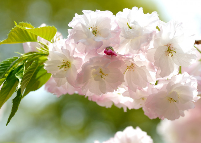 Обои картинки фото цветы, сакура, вишня, пушистики, цветение, ветка