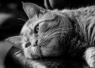 Картинка животные коты задумчивость чёрно-белая