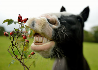 Картинка животные лошади морда зубы шиповник