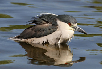 Картинка животные цапли птица вода