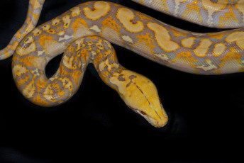 Картинка животные змеи питоны кобры гад