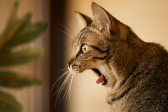 Картинка животные коты зевок профиль
