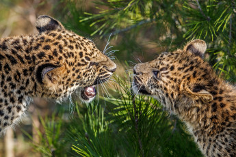 Картинка животные леопарды малыши