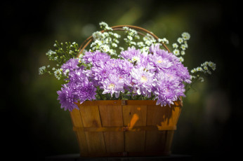 Картинка цветы хризантемы корзинка
