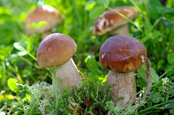 Картинка природа грибы крепыши