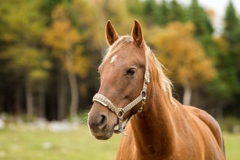 Картинка животные лошади конь морда