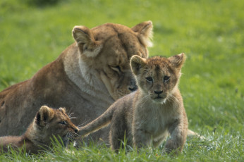 Картинка животные львы семья