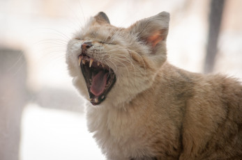 Картинка животные дикие кошки бархатный кот песчаный зевок
