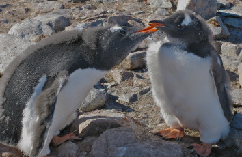 Картинка животные пингвины антарктида птенец