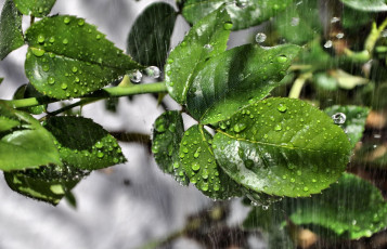 Картинка природа листья капли дождь макро